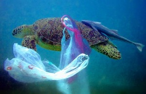 Turtle-plasticbag