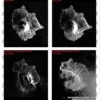 Satellite radar images