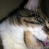 a SLEEPING cat